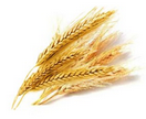 Celiacos