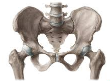 SISTEMA ÓSEO ARTICULAR